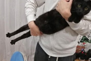 【ねこ画像】お手やハイタッチ、ジャンプまでこなす猫さん…飼い主さんも誇らしそうですねwww