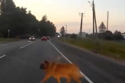 【動画】運転中にはねてしまったワンちゃんが対向車にもはねられる不幸な事故(´･_･`)