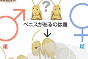 【画像】メスがファ●クする　雄と雌「逆転」の虫を研究、日本人らにイグ・ノーベル賞