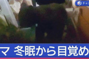 冬眠から目覚め？住宅にクマ出没　“想定外”の一部始終