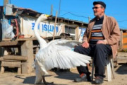 【^( ‘Θ’ )^】ケガをして動けない白鳥を助けたトルコの男性 37年ともに生きる