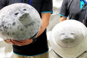 大阪の水族館が丸すぎるアザラシのクッション販売→可愛すぎると外国人のコメントが殺到ｗｗｗｗ