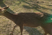 【悲報】土方の兄ちゃん、奈良のシカを斧で力いっぱい切りつけ殺すｗｗｗｗｗｗｗｗｗｗｗｗ
