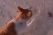 野良ネコと夕暮れの砂浜を散歩していた。すると猫が何かに気づいて立ち止まる → 海で暮らす猫はたくましい…