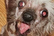 【画像あり】「世界で最も醜い犬コンテスト」開催　優勝した犬がこちら