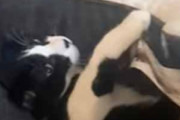 猫がベッドで横になっていた。そこからどいてよぉ！ → 子犬はずっとこうします…