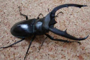 【画像あり】一番カッコいいクワガタは・・・