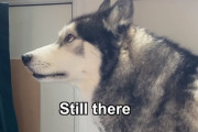 防塵マスクを着けた飼い主さんに怯えまくるハスキーが可愛い！