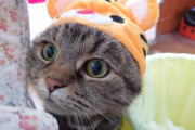 【画像】うちの猫に被り物したら、ちょっと不機嫌な顔してる…これは解せぬというお顔ですwww