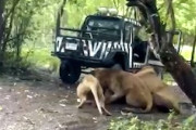 【動画】サファリパークの従業員がライオン5頭に襲われて亡くなる。
