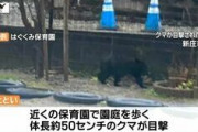 「ついにここまで来たか」市街地や保育園の園庭を歩く姿も… 体長50センチのクマ1頭を捕獲 （山形・新庄）