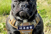 韓国人「日本・岐阜県で初めてフレンチブルドッグの警察犬が誕生！その特異な能力とは？」　韓国の反応
