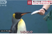 海外「ペンギンは伊達にタキシード着てないね！高級志向なんだよ！」安価な餌を拒否するペンギンの映像が海外で話題に！