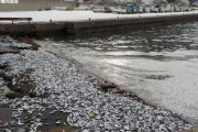 またイワシが大量に打ち上がる　なにかの前触れか…