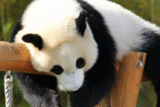 【衝撃】パンダの腕は七本ある