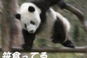 【悲報】パンダ、笹以外の味を覚えてしまうｗｗｗｗｗｗｗｗｗｗｗｗｗｗ