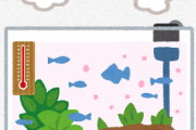 【悲報】暑さで水槽の魚どんどん死んでく…