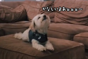 大好きな仲間の犬を失った翌日、悲しみの声を上げる犬の姿に心が張り裂けそうになる