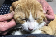 【超絶朗報】ワイが拾った野良猫くん、無事去勢終わり本日生還ｗｗｗｗｗｗｗｗｗｗｗｗｗｗｗ