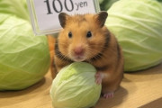 キャベツ１００円