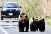 【朗報】人間様、1年で北海道のヒグマを１０００頭射殺
