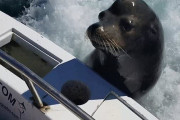野生を失ったアシカさん、走行中の釣りボートによじ登り餌を盗み食いするようになってしまう・・・（動画あり）