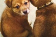 【胸糞注意】700匹の犬を殺処分した美人さん、動物保護団体に叩かれて自ら命を絶つ