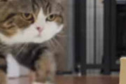 ネコの前方に「小さな箱」があった。どう見ても入れない → 猫は当たり前のようにこうした…