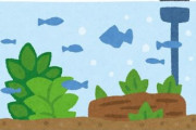 【画像】なんJアクア民さん、生まれて初めて水槽レイアウトに挑戦した結果→