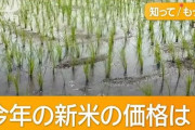 秋の新米に早くも予約殺到、価格はどうなる？　流通経済研究所主席研究員 「店頭価格は、5キロ3500円から4000円の間、令和6年産の新米の価格が3000円から3200円だった、そこから考えると、多分500～600円は上がる」[6/26]