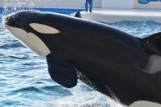 【悲報】シャチ、人を襲い始める