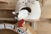 【ねこ画像】火星人に襲われる猫さんがこちら…がっつり触手が体に巻きついてますwww