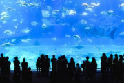 日本三大水族館「美ら海水族館」「海遊館」←あとひとつは？