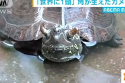【画像】ツノのあるカメが発見される・・・・・・