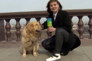 ロシアの女性リポーターが天気予報中継中にマイクを奪われるハプニング！犯人はゴールデンレトリバー？！