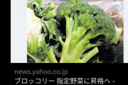 【速報】ブロッコリー、「指定野菜」に格上げへ【凝縮された森】