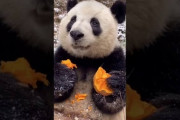 【閲覧注意】パンダ、笹以外の味を覚えてしまう…【動画】