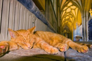 英国ウェルズ大聖堂に勤務する猫、ルイス氏にスキャンダル勃発。3件の犬襲撃事件の容疑がかかる（追記あり）