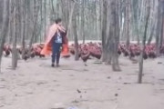 「全軍進めえええ！｣ニワトリの大群を統率する男が海外で話題に