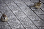 スズメとかいうそこら中にいるめちゃんこかわいい鳥いるけどさ