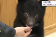 北秋田市の「くまくま園」にぎわう！ ２頭の子グマ一般公開