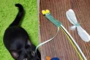 猫の壊したおもちゃ直してる（※画像あり）