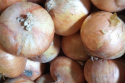 念願のたまねぎ10キロが届いた