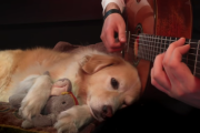 ゾウのぬいぐるみを抱きながら飼い主さんのギターを聴くワンコ 海外の反応