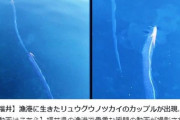 【福井県】漁港に「リュウグウノツカイ」2匹が海面近くへ…深海魚の目撃情報が相次ぐ