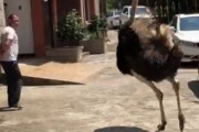 【動画】ダチョウ、人間に敗北ｗｗｗｗｗｗｗ