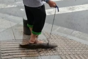 【悲報】台湾人さん、ナマズと散歩を始める…
