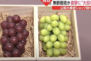 韓国人「山梨県以外には植える事が出来ないブドウの苗木が何故韓国に？」→「日本も韓牛150万頭を強奪して和牛と言い張っているのは？」　韓国の反応