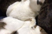 俺「ふぅ～座ってのんびりお茶でも飲むか」 猫ゾロゾロ… 俺「ん？」