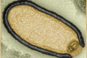 【速報】北極圏の永久凍土から5万年前の未知のウイルスを分離し、蘇生することに成功